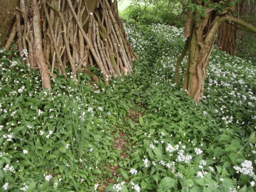 Wild garlic under trees